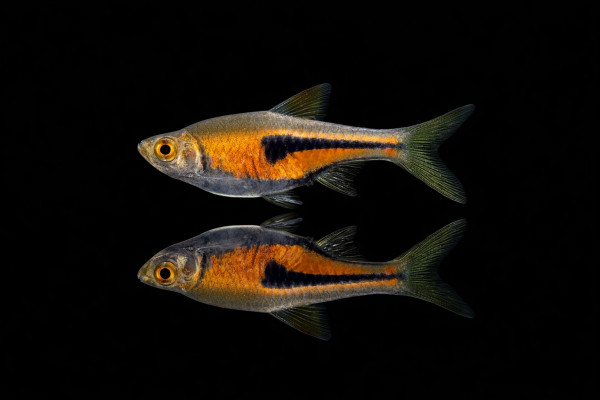 Espes Keilfleckbärbling