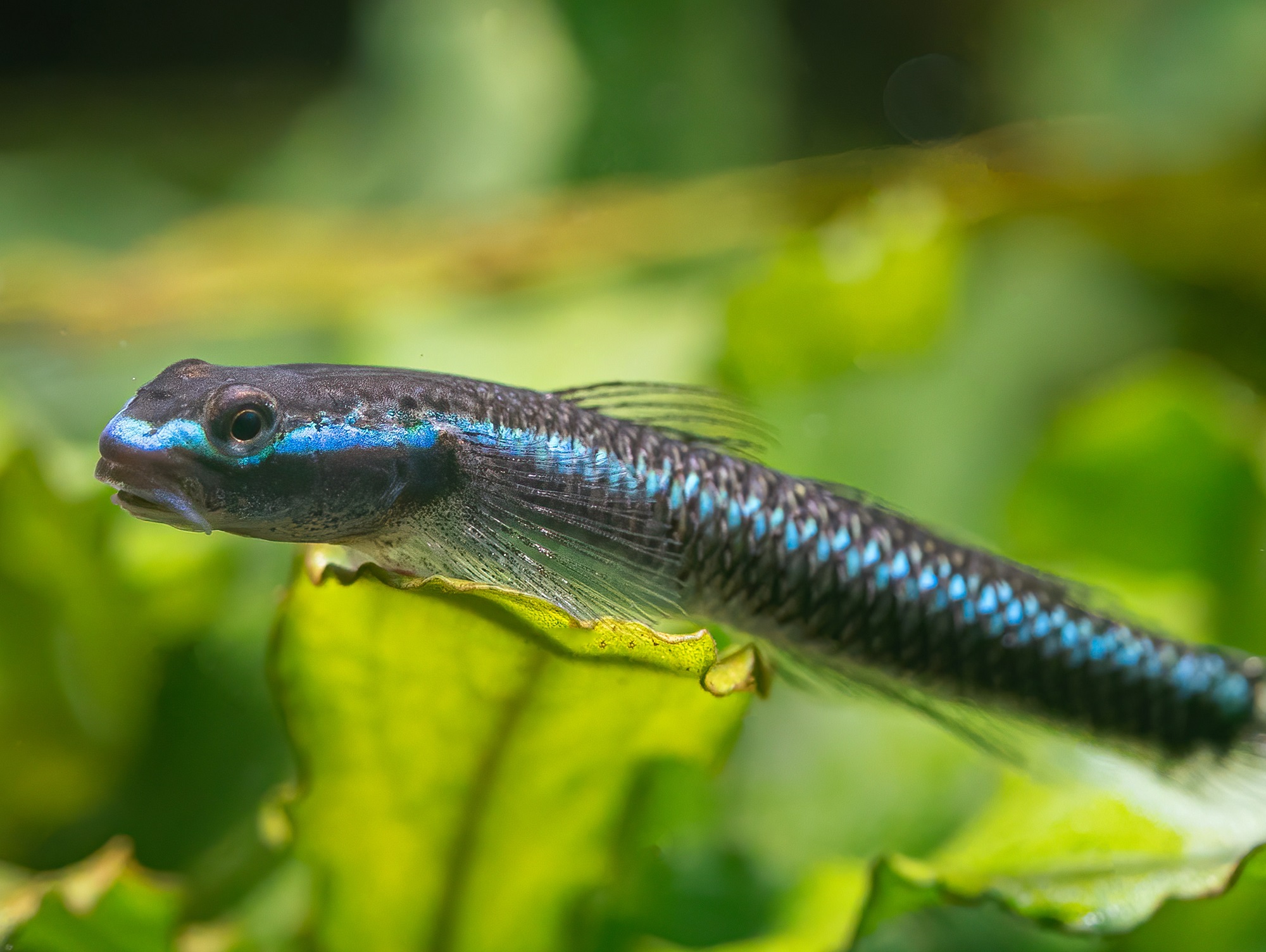 Neongrundel | Stiphodon semoni bei ZOOBOX online kaufen | ZOOBOX