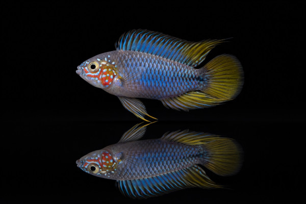 Borellis Zwergbuntbarsch 'Opal'