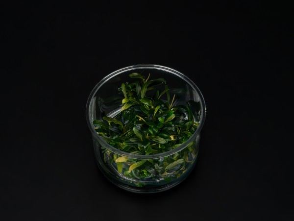 Bucephalandra sp. 'Velvet Tricolor'