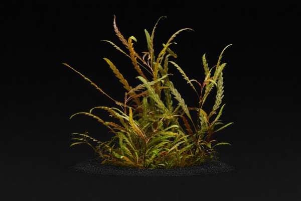 Hygrophila pinnatifida