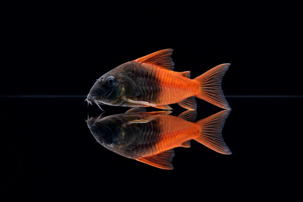 Schwarzkopf Panzerwels