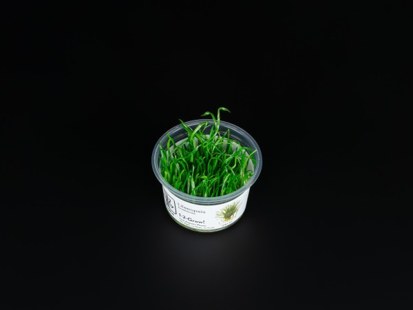 Lilaeopsis brasiliensis