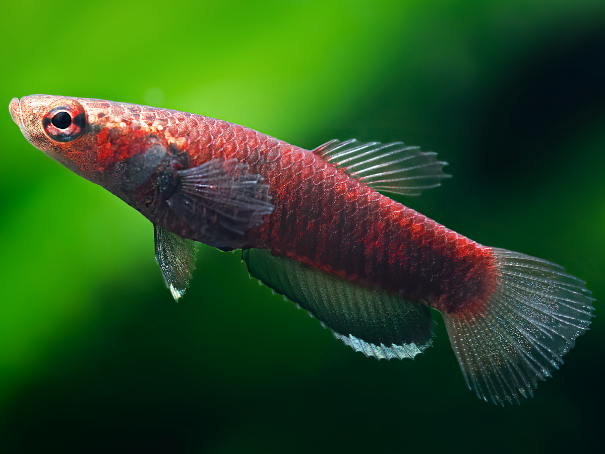 Betta albimarginata | Weißsaum-Zwergkampffisch bei ZOOBOX online kaufen