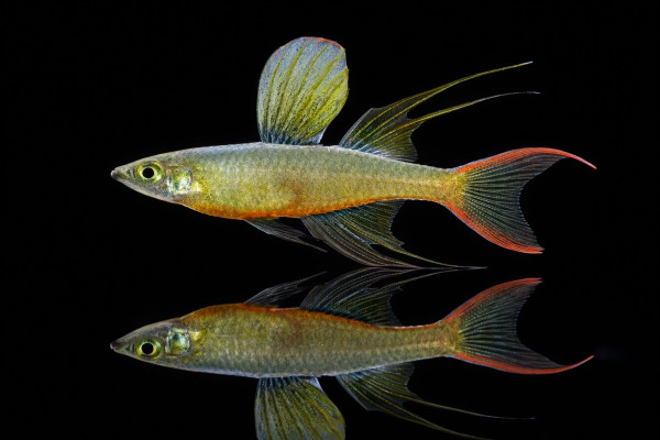 Filigran-Regenbogenfisch