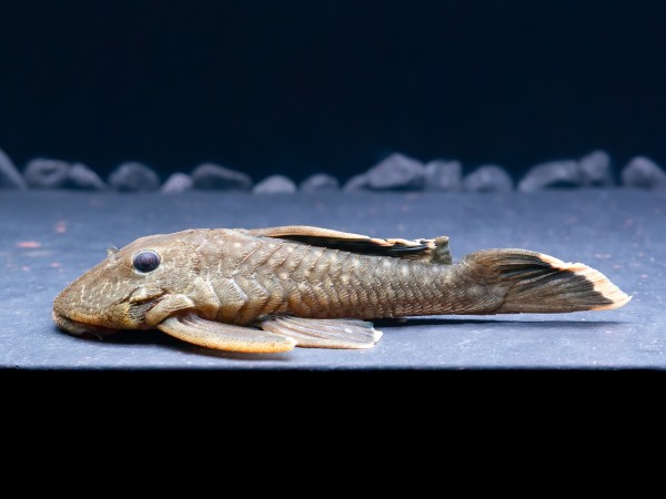 L47 Moosgrüner Harnischwels