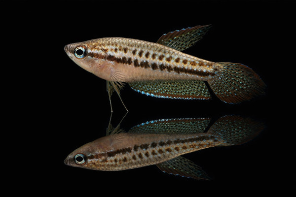 Knurrender Zwerggurami