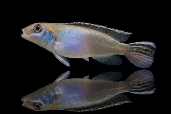 Blauer Kongozwergbuntbarsch