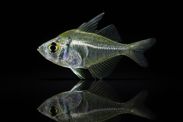 Indischer Glasbarsch