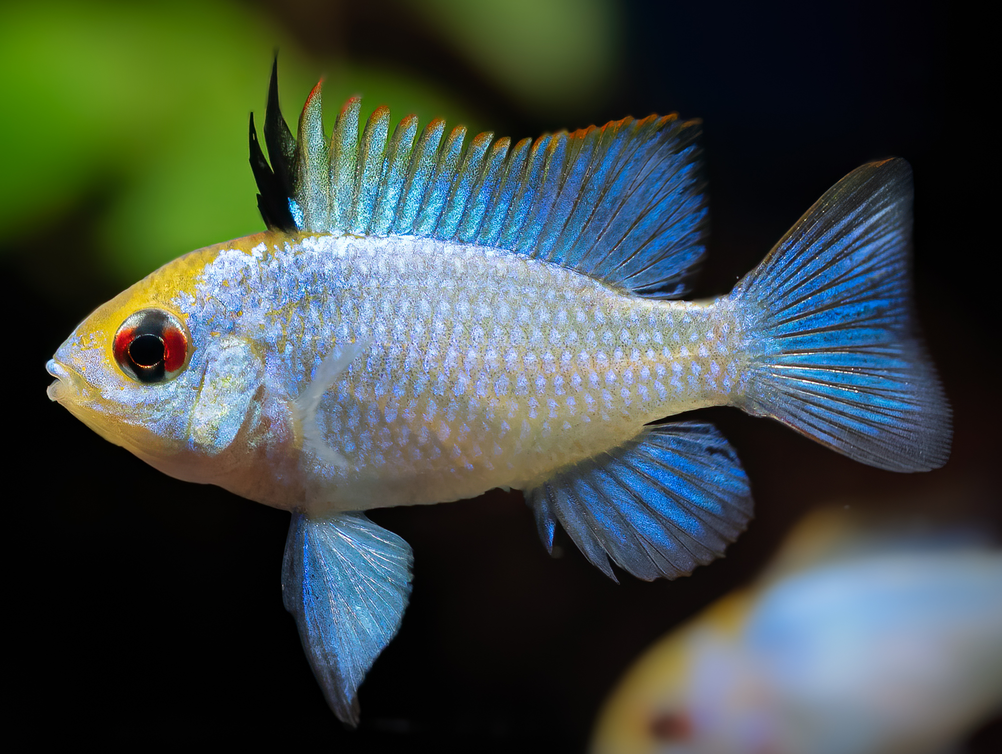 Mikrogeophagus ramirezi 'electric blue' | Südamerikanischer