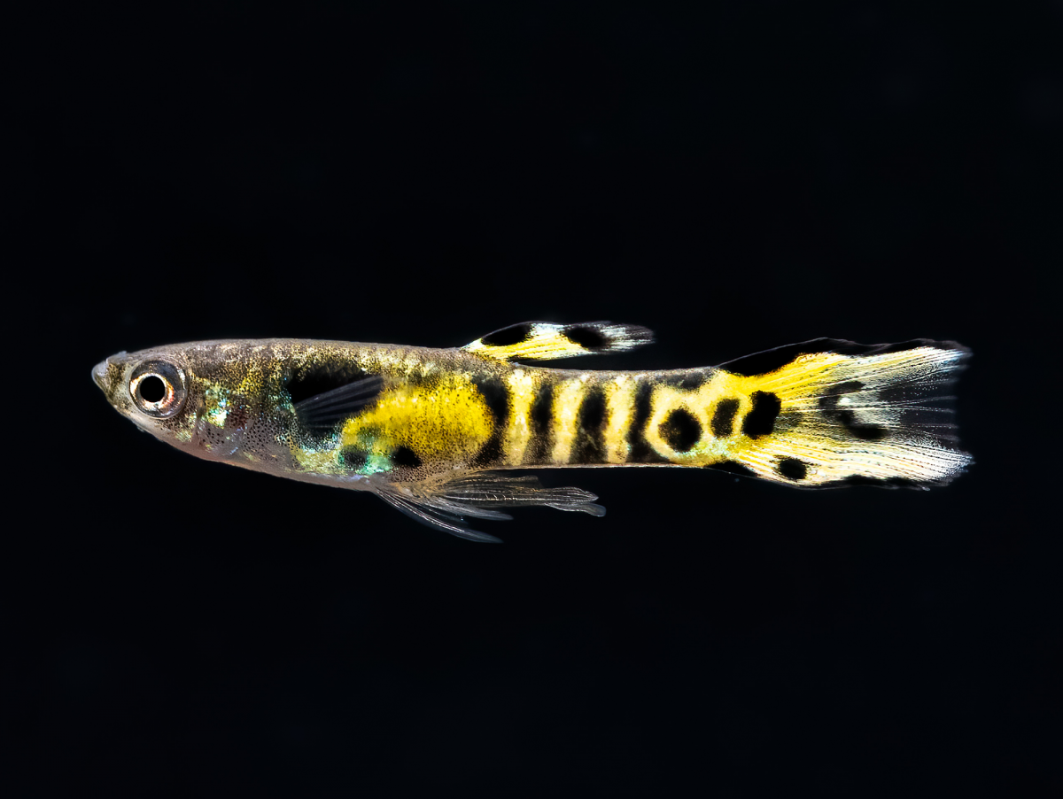 Poecilia Wingei Tiger Male Tiger Endler Guppy Bei Zoobox Online