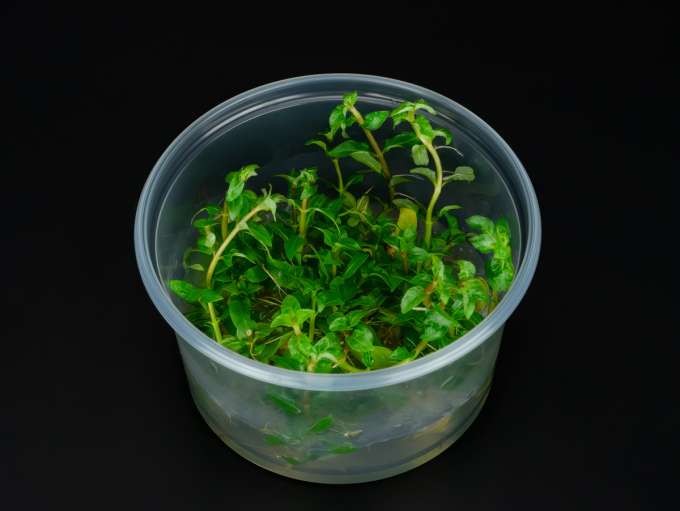 Juncus repens | ZOOBOX