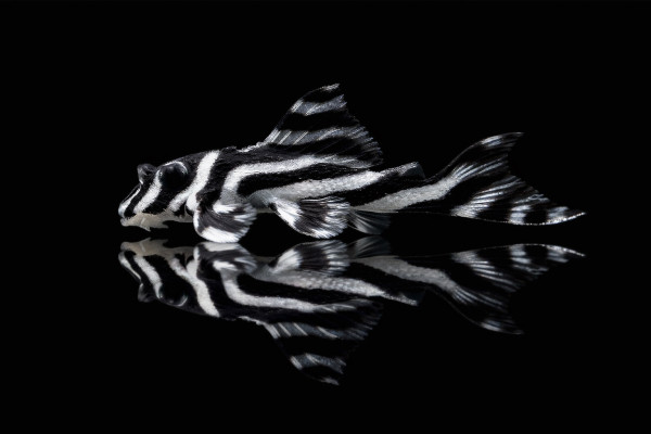 L46 Zebra Wels (4cm)