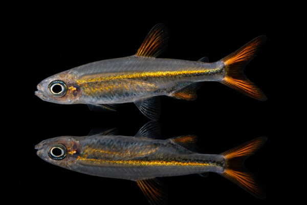 Orangeroter-Zwergsalmler