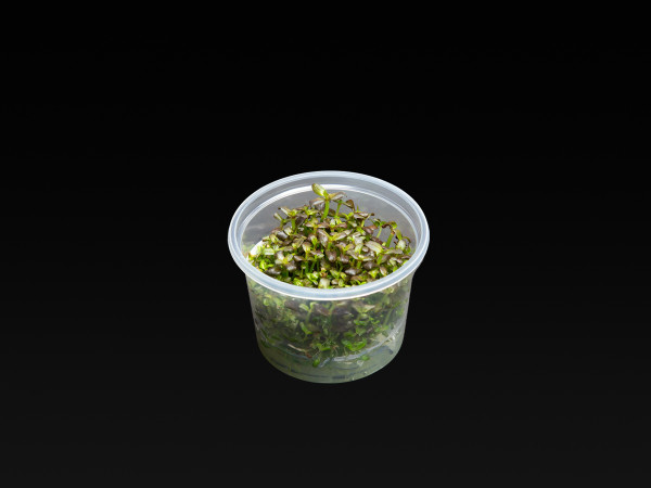 Bacopa salzmannii