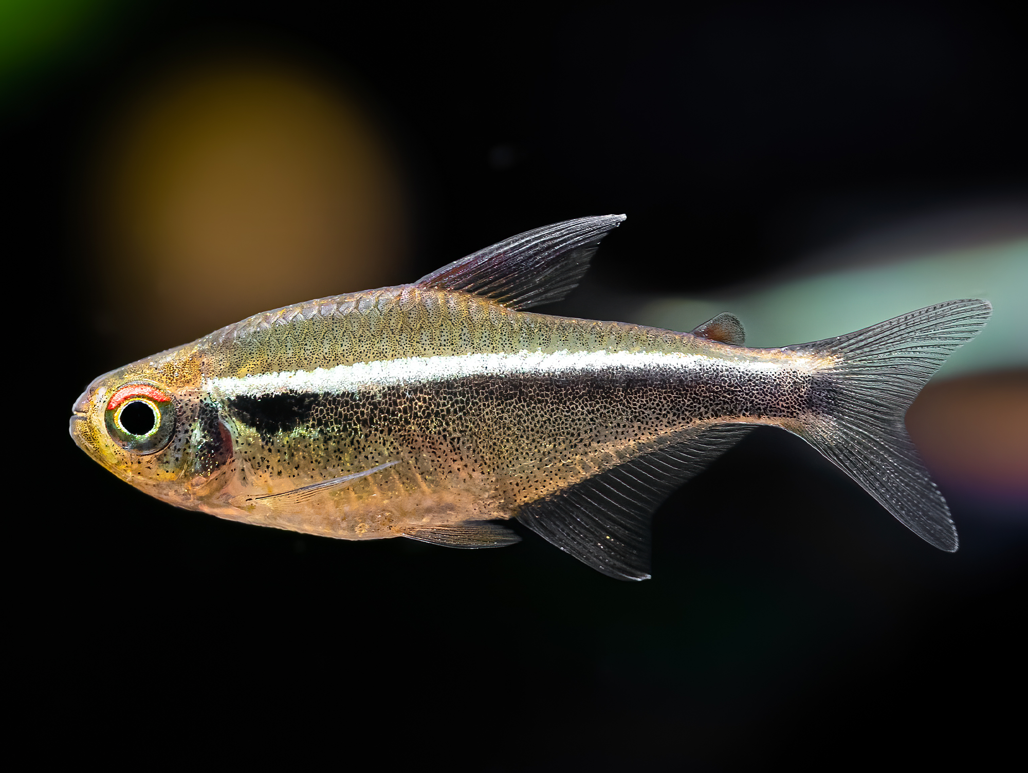 Pregnant black neon tetra