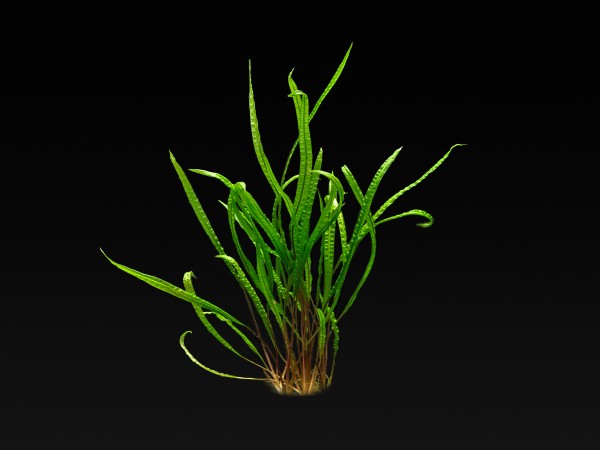 Cryptocoryne crispatula var. balansae