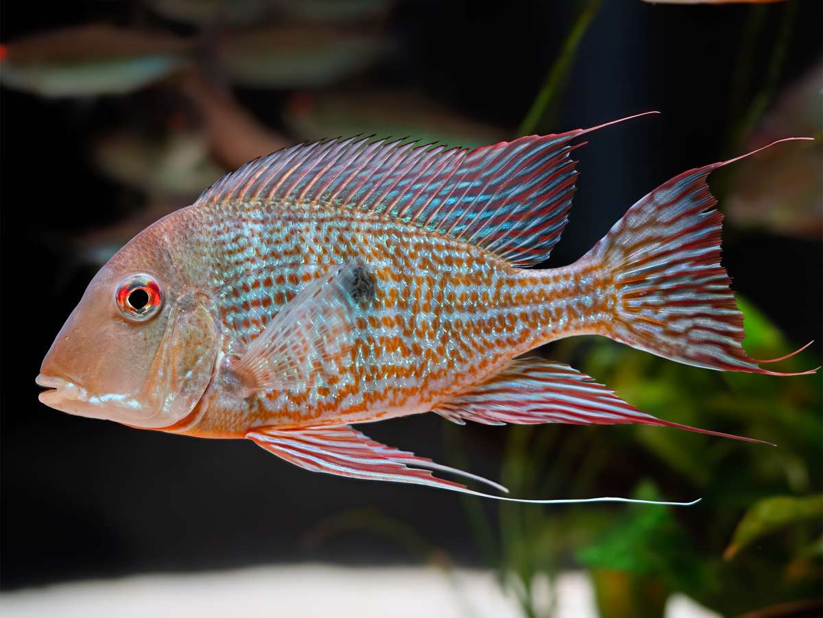 Geophagus abalios | Orinoko-Erdfresser bei ZOOBOX online kaufen | Zoobox