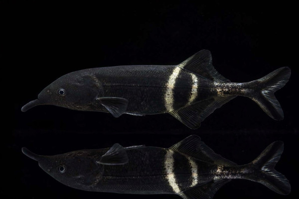 Elefantenrüsselfisch