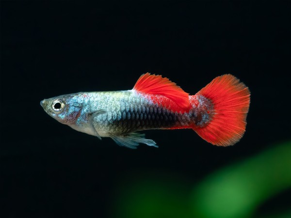 Guppy tuxedo Platinum Männchen
