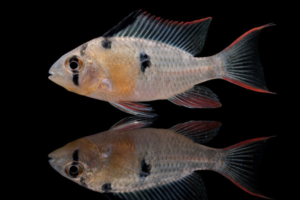 Bolivianischer Schmetterlingsbuntbarsch