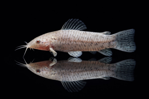 Albino Schwielenwels