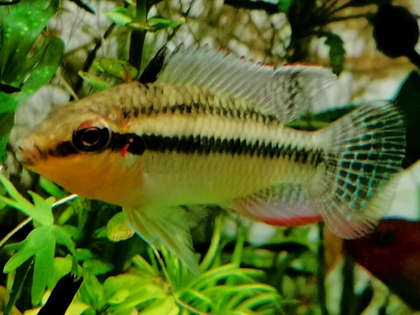 Parananochromis sp. 'Likouala'