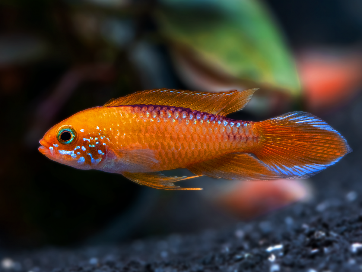 Apistogramma agassizii 'fire fish' | Agassiz’ Zwergbuntbarsch 'fire