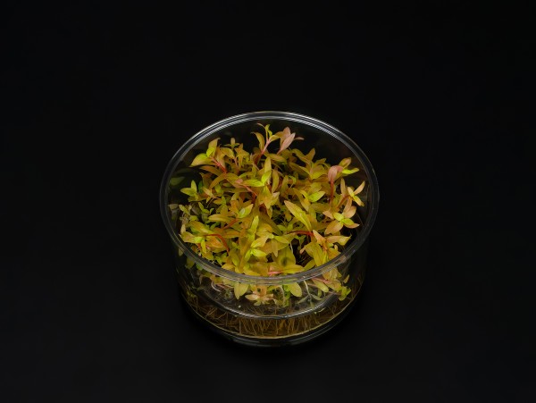 Ammannia pedicellata 'Golden'