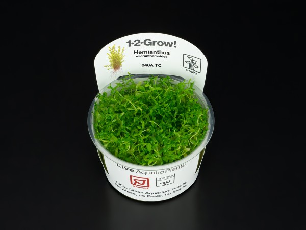 Hemianthus glomeratus