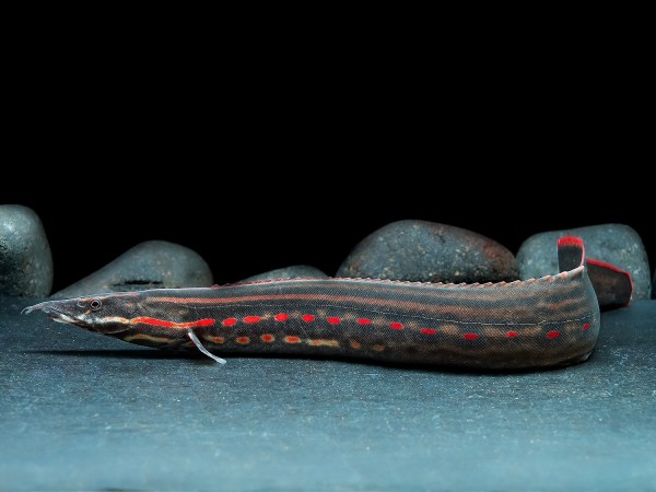 Feuerstachelaal (25-30cm)