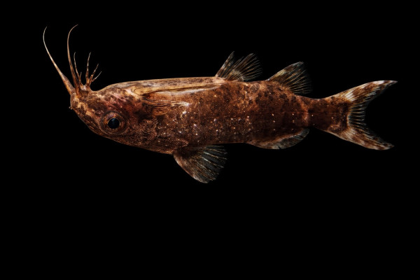 Rückenschwimmender Kongowels