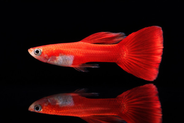 Guppy Flamingo-rot Männchen