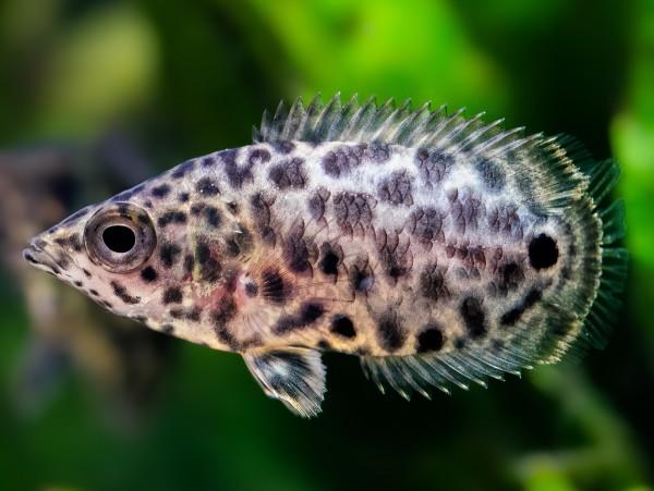 Leopard-Buschfisch