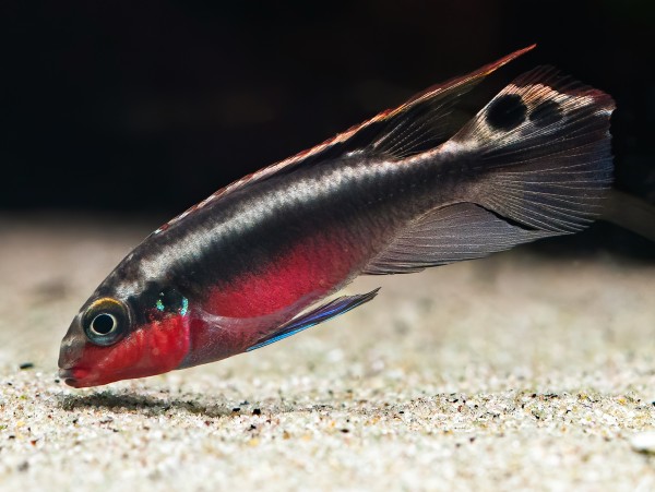 Pelvicachromis Pulcher Super Red