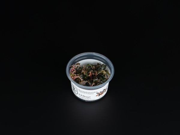 Bucephalandra sp. 'Kedagang'