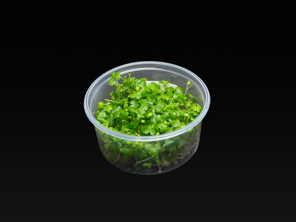 Hydrocotyle tripartita 'Japan'