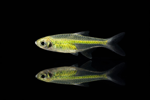 Smaragd-Zwergrasbora