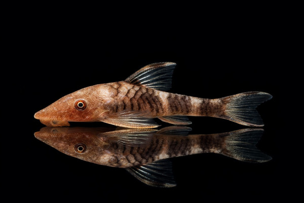 Robocop-Ohrgitterwels