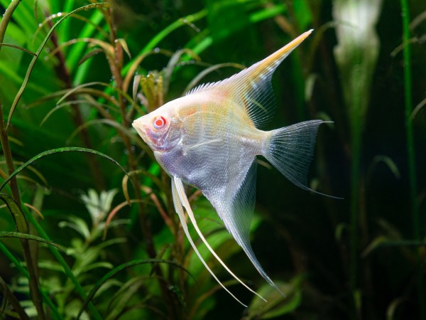 Rotrücken-Skalar 'Albino'