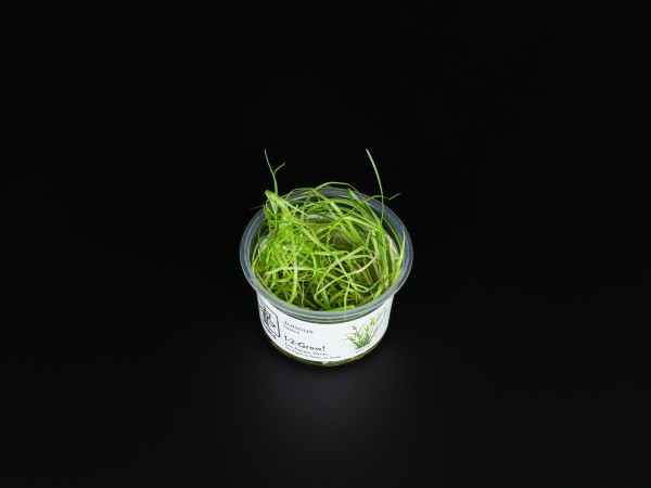 Juncus repens