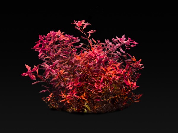 Ludwigia sp. 'Mini Super Red'