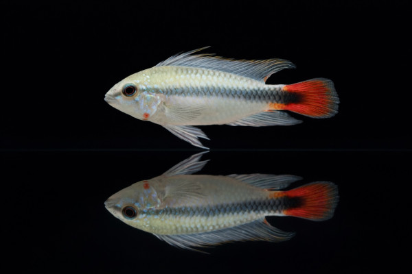 Rotschwanz-Zwergbuntbarsch