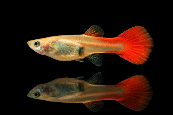 Guppy Flamingo-rot Weibchen