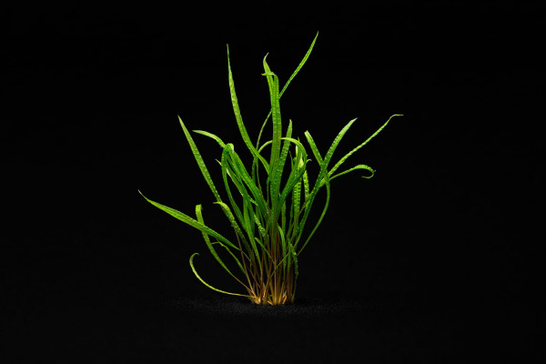 Cryptocoryne crispatula var. balansae