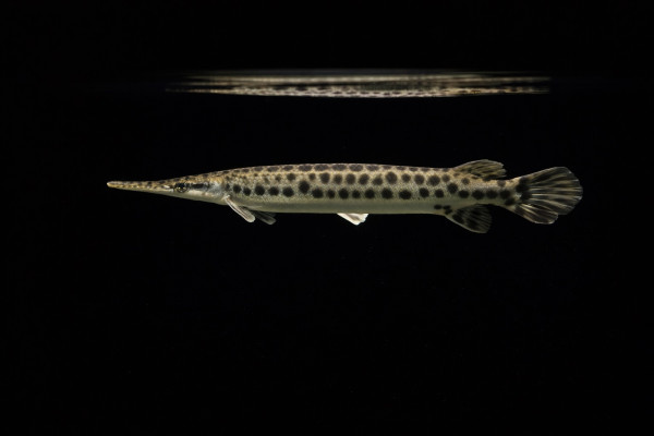 Florida-Knochenhecht