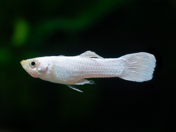 Guppy snow white Männchen