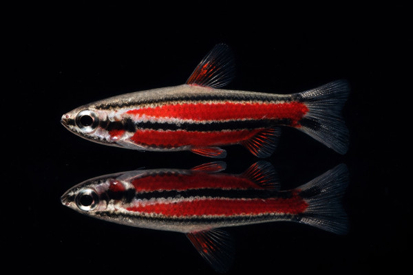 Roter Zwergziersalmler