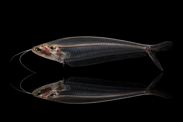 Thailändischer Glaswels