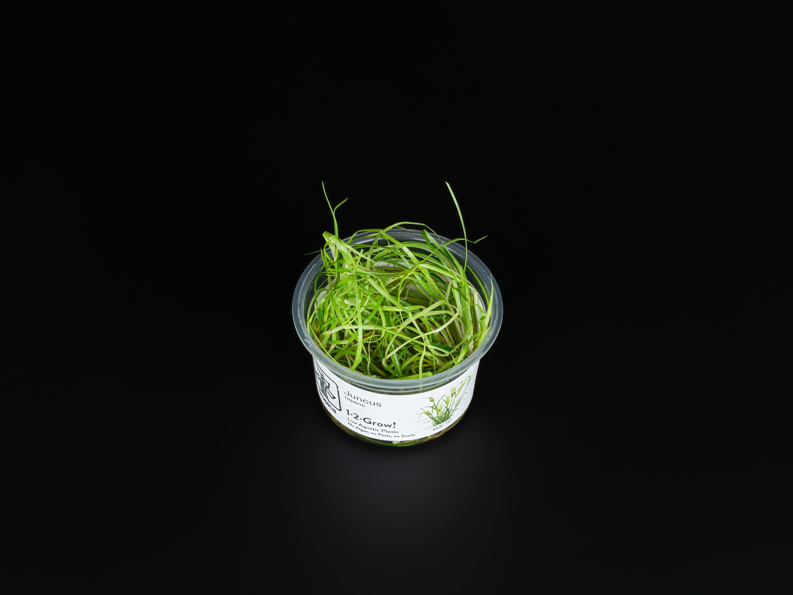 Juncus repens | ZOOBOX